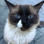 Profile Picture of Jimmy (@ragdolljimmyy) on Instagram