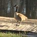 Profile Picture of John Griffing (@TotiGM) on Pinterest