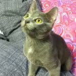Profile Picture of My beautiful Russian Blue (@dustyjenkins) on Instagram