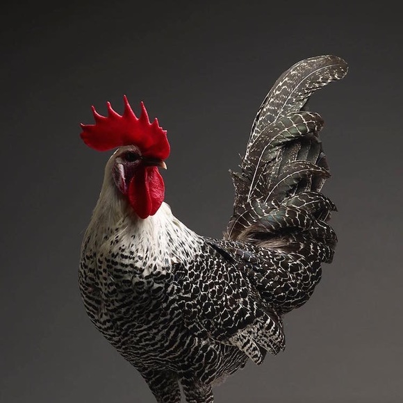 Profile Picture of Lucille Campbell (@lucillecampb695) on Poshmark