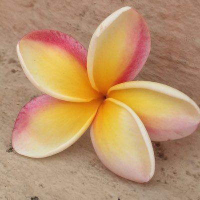 Profile Picture of Ann Buller (@AnnBuller) on Twitter