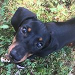 Profile Picture of A Dynamic Dachshund Duo 🐾 (@marley.marshall.dachshunds) on Instagram