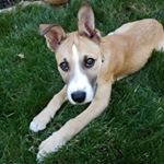 Profile Picture of Hudson Wright (@huddybuddythebully) on Instagram