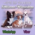 Profile Picture of Чихуахуа  Alina Bianka (@chihuahua_alinabianka) on Instagram