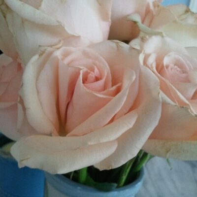 Profile Picture of Maureen Steiner (@meauxsteiner) on Twitter