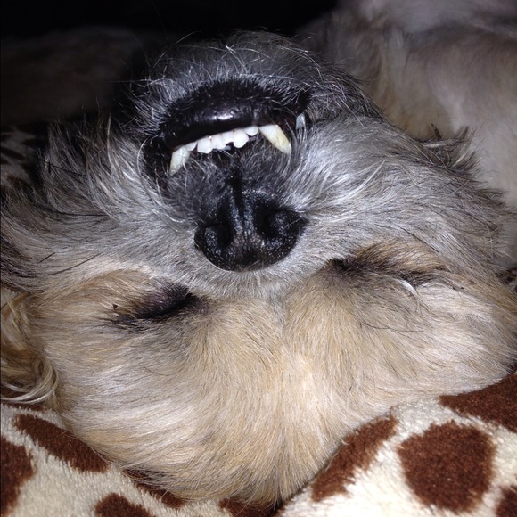 Profile Picture of Amanda Gouvas (@zenobie) on Poshmark