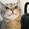 Profile Picture of Lonilu (@.lonilie) on Tiktok