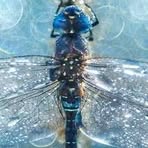 Profile Picture of Shannon Cutshaw (@shannon.cutshaw) on Facebook