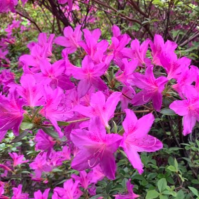 Debbie Ding - Twitter Profile Picture of Debbie Ding (@debbie_kong) on Twitter