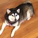 Profile Picture of Cameron Bashaw Tillotson (@cameronbashaw9) on Pinterest