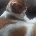 Profile Picture of Nancy Pugliese Milbury (@gusgusmom) on Instagram