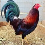 Profile Picture of Jason jofiel Leon arcos (@jasonjofielleon) on Instagram