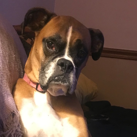 Profile Picture of Mary Barnello (@marybarnello) on Poshmark