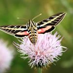 Profile Picture of Christian Daniel Piscitelli (@lunacomet_poetry) on Instagram