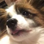 Profile Picture of Tyler Mackay (@tyler___mackay) on Instagram