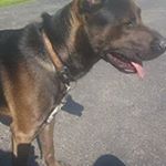 Profile Picture of Mark Pries (@priesmark) on Instagram