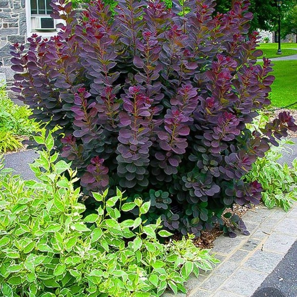 Profile Picture of Cordelia Brown (@crubappeal) on Poshmark