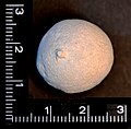 Profile Picture of Minchinellidaeon Wikipedia