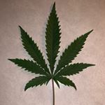 Profile Picture of Thomas Bogart (@thenewbogart) on Instagram
