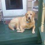 Profile Picture of Joe Gillard (@jgillard60) on Instagram