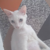 Profile Picture of Alexandre Coelho (@xandy739) on Youtube