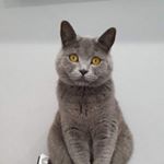 Profile Picture of Justin The Alexandre (@justinthealexandre) on Instagram
