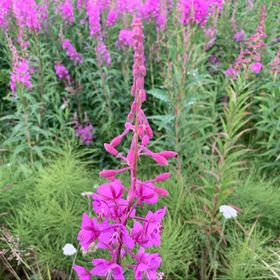 Profile Picture of Erin Alexander (@owlnmoose) on Pinterest