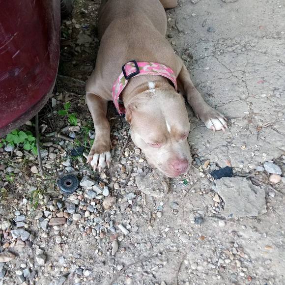 Profile Picture of Dionell Jones (@dionelljones) on Poshmark