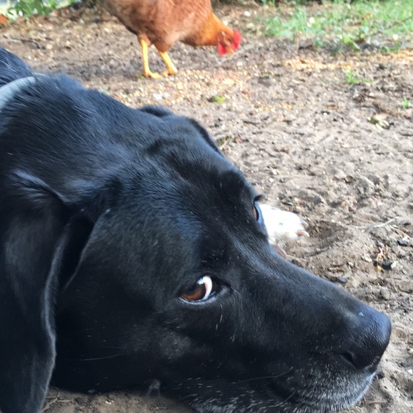 Profile Picture of Jillian Laage (@jclaage) on Poshmark