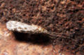 Profile Picture of Caddisflyon Wikipedia