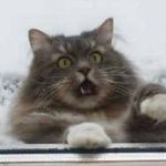 Profile Picture of Paul D'Amours (@pauldamours) on Instagram