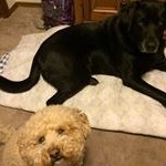 Profile Picture of Joshua Holman-Millin (@joshuaholmanmillin) on Instagram