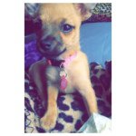 Profile Picture of Jolene Olivia Stevens🐶 (@joeybear_) on Instagram