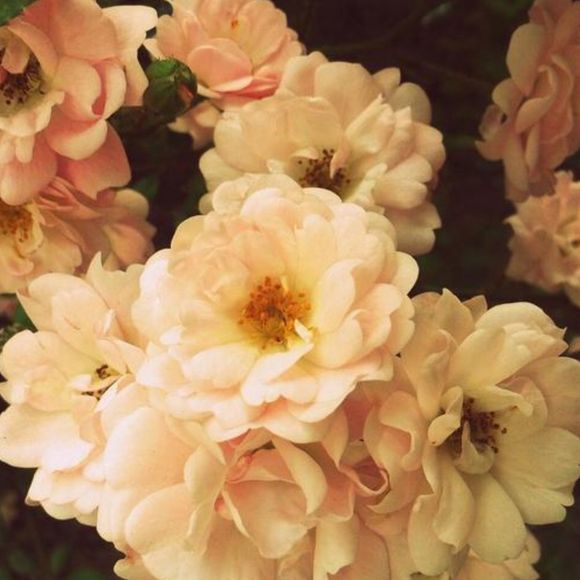 Monique Sapiano - Poshmark Profile Picture of Monique Sapiano (@merveilleux11) on Poshmark