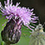 Profile Picture of George Cox (@geo1209) on Flickr