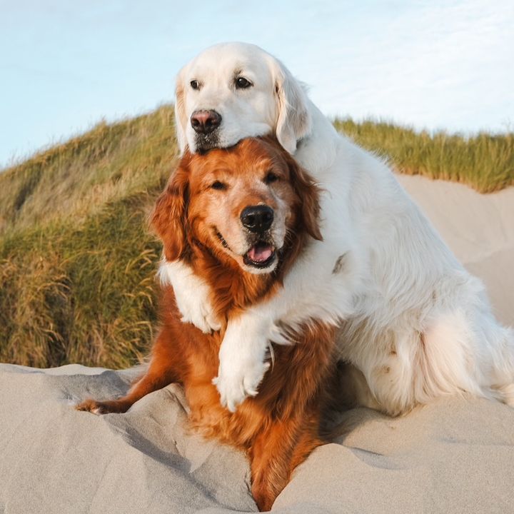 Profile Picture of   A sweet winter wonderland... (@wat.ki0) on Tiktok