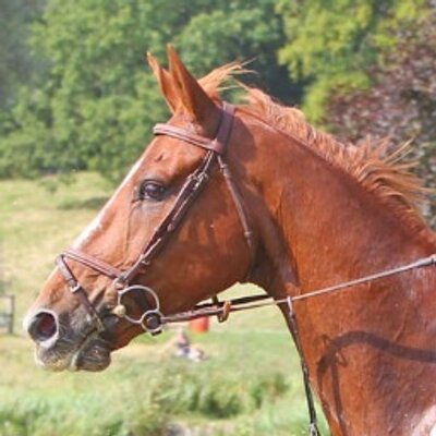 Profile Picture of Fiona Scott-Maxwell (@MaxwellFiona) on Twitter