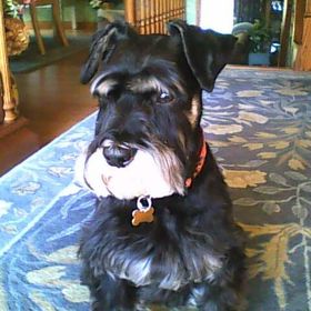 Profile Picture of Lucy Royal (@lvmydogg) on Pinterest