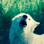 Profile Picture of Eloisa Ochoa (@lunaloveswolves2) on Instagram