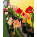 Profile Picture of Perry Shamari Joeel (@Perry-Shamari-Joeel) on Facebook