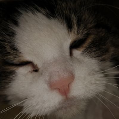 Profile Picture of Denny Browningon Twitter
