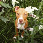 Profile Picture of Alayna Simpson (@unleashed_foster_dogs) on Instagram