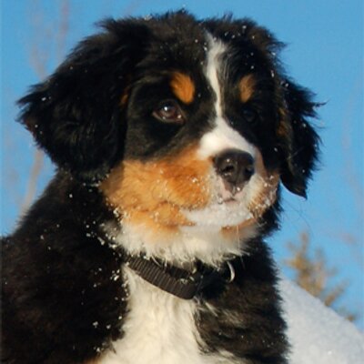 Profile Picture of Hannah Mountain Dog (@HannahMtnDog) on Twitter