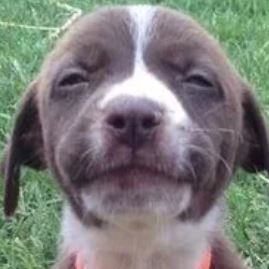 Profile Picture of Piper McCoy (@Piper_McCoy) on Twitter