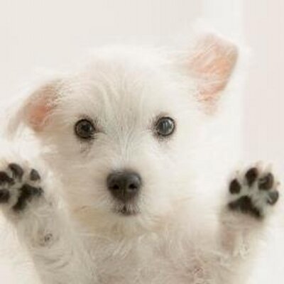 Profile Picture of Bobbie-jo Davies (@bobbie_i) on Twitter