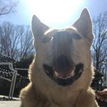 Profile Picture of Howard Fox (@sir_howiefox) on Instagram