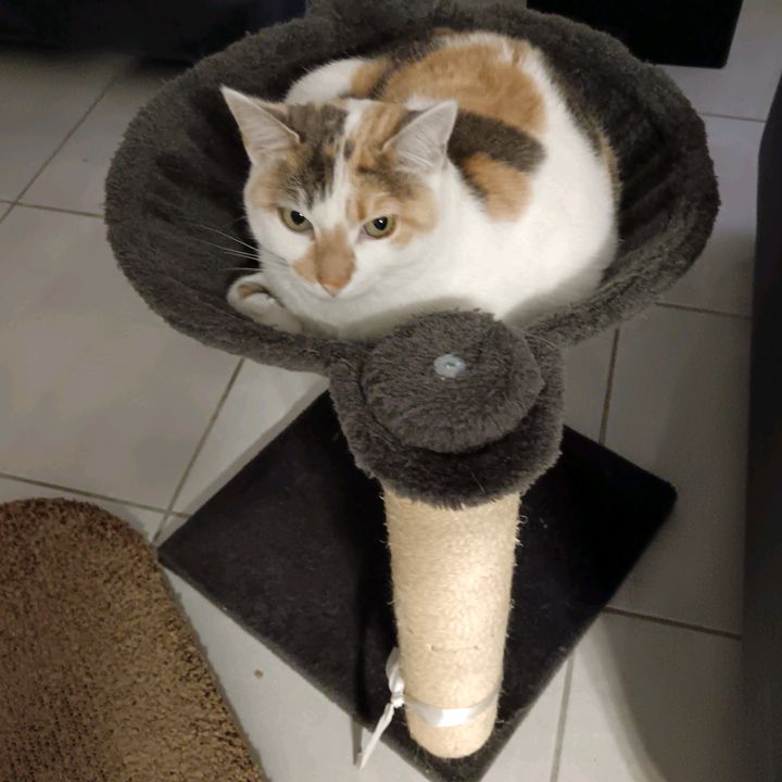 Profile Picture of Stephanie Lakowski (@stephanie.lakowski) on Tiktok