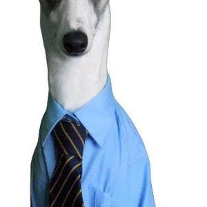Profile Picture of Sam Ferreira (@s_goff) on Myspace