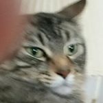 Brian cannavan - Instagram Profile Picture of Brian cannavan (@traxxas_tk) on Instagram