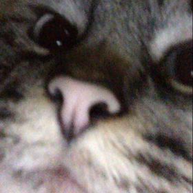 Profile Picture of Haleigh Moody (@haleigh3607) on Pinterest